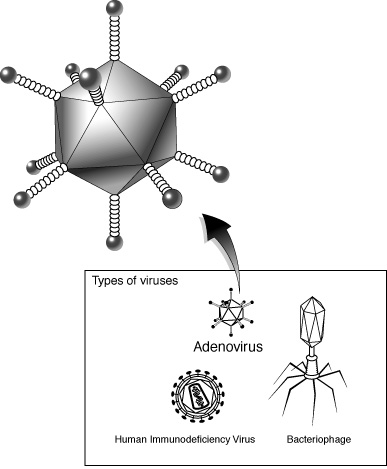 Adenovirus Adenovirus.gif