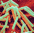 Bacillus Bacillus.jpg
