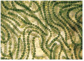 Cyanobacteria Cyanobacteria.jpg