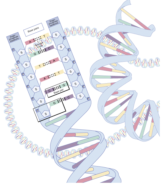 DNA DNA.gif