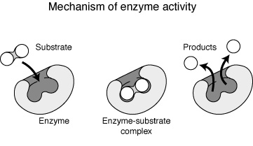 enzyme enzyme.gif