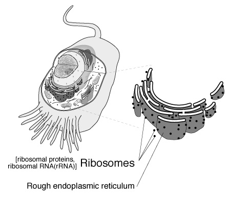 Ribosome 대표이미지