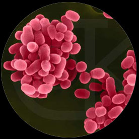 Staphylococcus 대표이미지